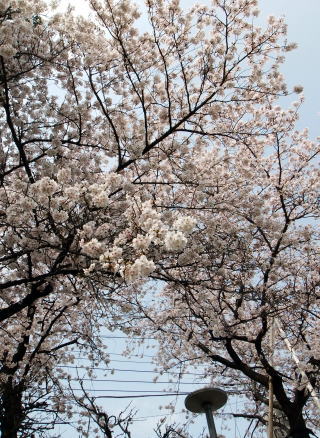 九浦の家の庭に咲く花